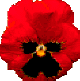 klik voor de foto op originele grootte